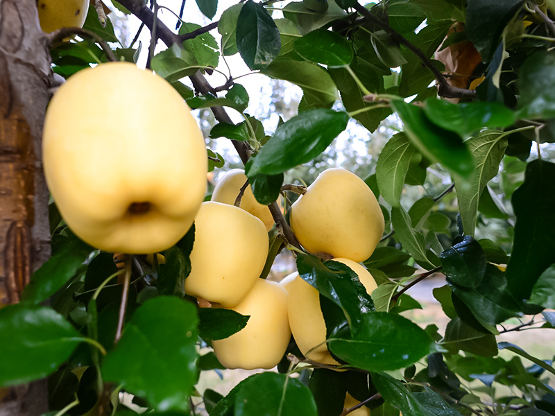 黄金维纳斯苹果的一些特点